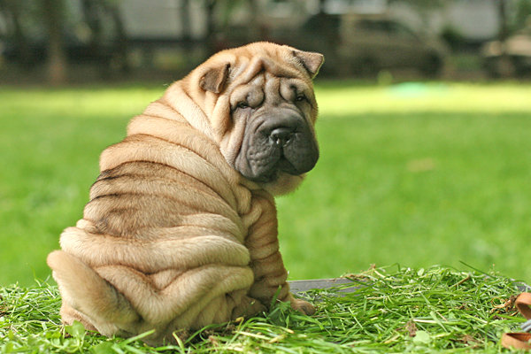 shar_pei_puppy_age_2_months-kopie